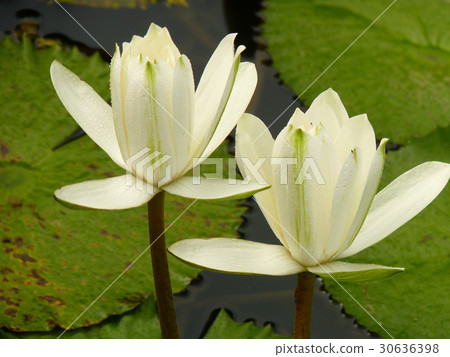 Sleeping lotus is pure 30636398