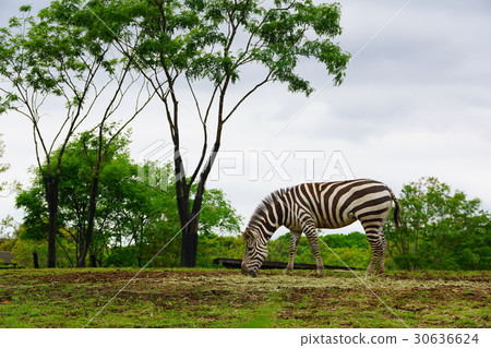 斑馬 30636624