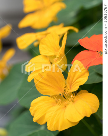 旱金蓮屬 30636767