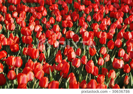 Beautiful red tulips Beautiful red tulips 30636786