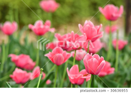 全國城市綠化橫濱展覽會/反町公園場地 30636955