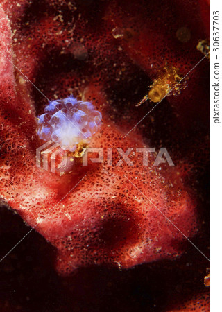 Blue sponge like a flower 30637703