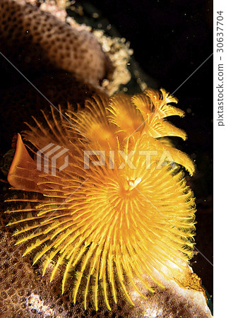 Yellow Christmas Tree Worm 30637704