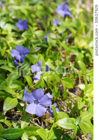Beautiful Blue Purple Flower Vincominol 30637926