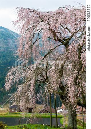 Odakake (Nakahara) weeping cherry tree [Hiroshima Prefecture] 30638372
