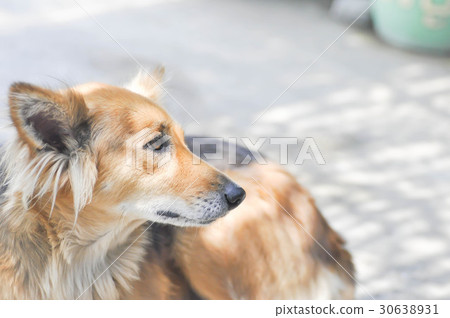 stray dog or mongrel dog 30638931