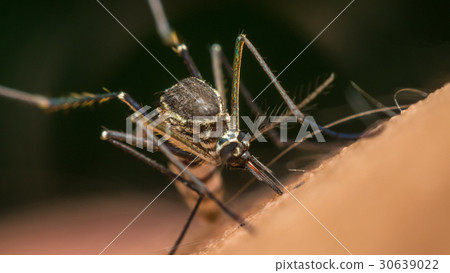 Macro of mosquito (Aedes aegypti) sucking blood Macro of mosquito (Aedes aegypti) sucking blood 30639022