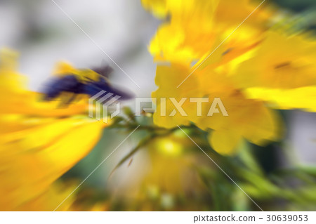 Macro of Bee (Bumblebee) and yellow flower 30639053