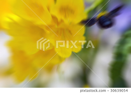 Macro of Bee (Bumblebee) and yellow flower Macro of Bee (Bumblebee) and yellow flower 30639054
