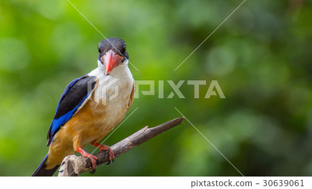 Bird (Black-capped Kingfisher) on a tree Bird (Black-capped Kingfisher) on a tree 30639061