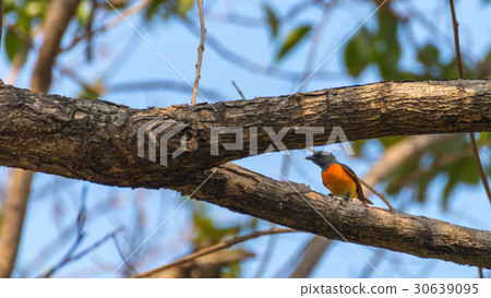 Bird (Small Minivet) on a tree 30639095