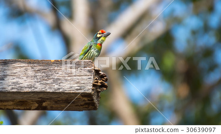 Bird (Coppersmith barbet) on hollow wood Bird (Coppersmith barbet) on hollow wood 30639097