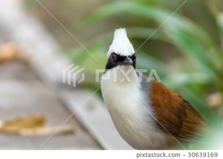 Bird (White-crested Laughingthrush) in the garden Bird (White-crested Laughingthrush) in the garden 30639169
