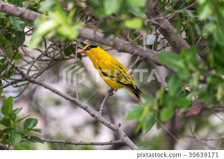 Bird (Black-Naped Oriole) on a tree 30639171