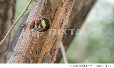Bird (Coppersmith barbet) in hollow tree trunk Bird (Coppersmith barbet) in hollow tree trunk 30639175