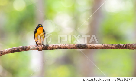 Bird (Narcissus Flycatcher) on a tree 30639177