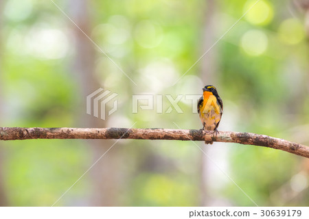 Bird (Narcissus Flycatcher) on a tree 30639179