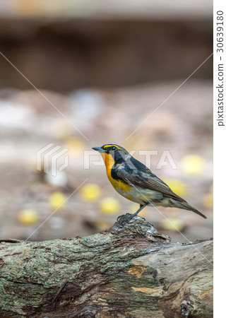 Bird (Narcissus Flycatcher) on a tree 30639180