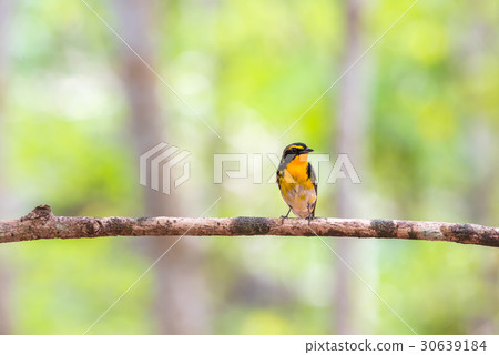 Bird (Narcissus Flycatcher) on a tree 30639184