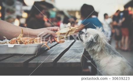 Dog eat a prawn fried shrimp salt feed pet owner Dog eat a prawn fried shrimp salt feed pet owner 30639223