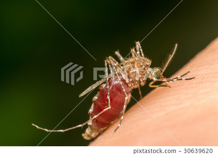 Macro of mosquito (Aedes aegypti) sucking blood 30639620
