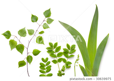 Green Plants Leaves Isolated on White Background 30639975