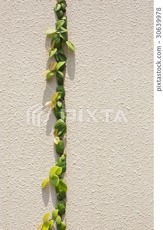 牆和常春藤 30639978