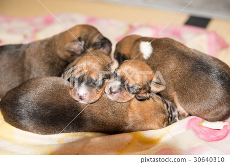 Puppy covered Puppy covered 30640310