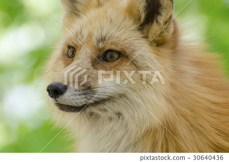 狐狸 - 宮城棗狐村 30640436