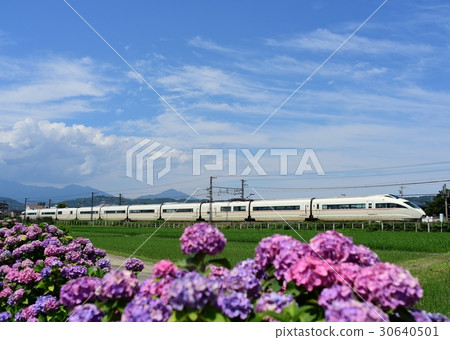 繡球花和小田急浪漫汽車 30640501