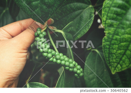 Peppercorns with hand Peppercorns with hand 30640562