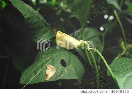 Long bean tree Long bean tree 30640563