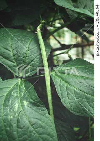 Long bean tree Long bean tree 30640564