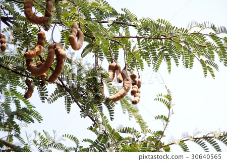 Tamarind Tamarind 30640565
