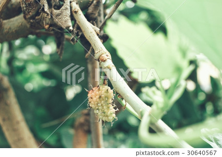 Mulberry on tree Mulberry on tree 30640567
