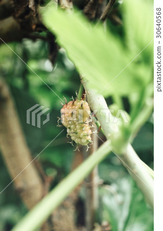 Mulberry on tree Mulberry on tree 30640568