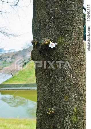 Tokyo sightseeing spots Cherry spot · Cherry tree of the cherry tree of the cherry tree of Chidorigafuchi · Cherry blossoms in one circle · Chidorigafuchi back vertical position Tokyo sightseeing spots Cherry spot · Cherry tree of the cherry tree of the cherry tree of Chidorigafuchi · Cherry blossoms in one circle · Chidorigafuchi back vertical position 30640825