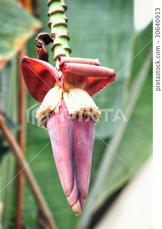 Banana tree 30640913