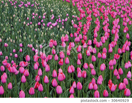 Flowers pink tulip. Bud  of a spring flowers.  30640929