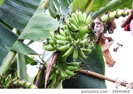 Banana tree 30640968