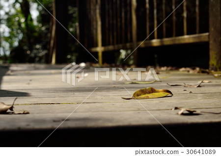 Fallen leaves Fallen leaves 30641089