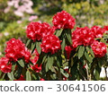 杜鵑 30641506