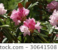 杜鵑 30641508