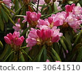 杜鵑 30641510