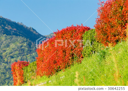 紅羅賓（Benikamenmomechi） 30642255