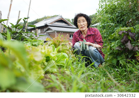 Japanese elderly female farmer working 30642332