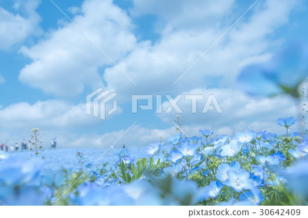 日立海濱公園的Nemophila 日立海濱公園的Nemophila 30642409
