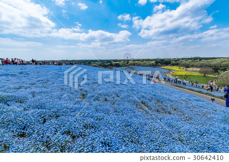 日立海濱公園的Nemophila 日立海濱公園的Nemophila 30642410
