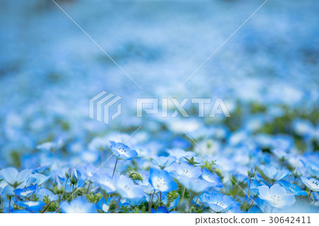 日立海濱公園的Nemophila 30642411