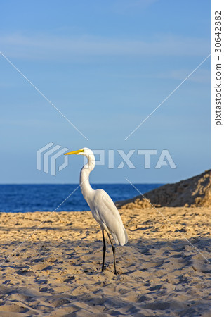 White heron White heron 30642882